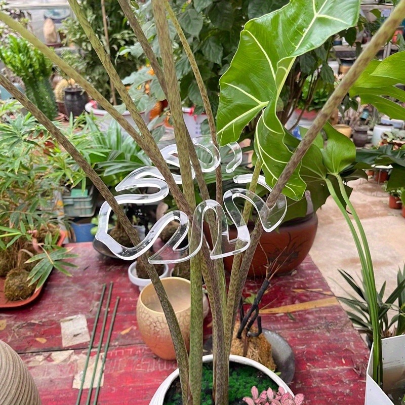 Clear Flexible Plant Support C - Bonsai Garden Indoor review and price