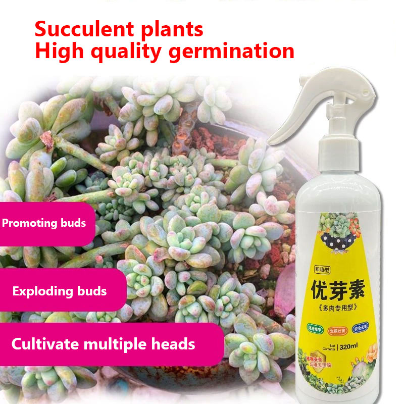 NEW Succulent Plant Eugenin Pr - Bonsai Soil Akadama review and price