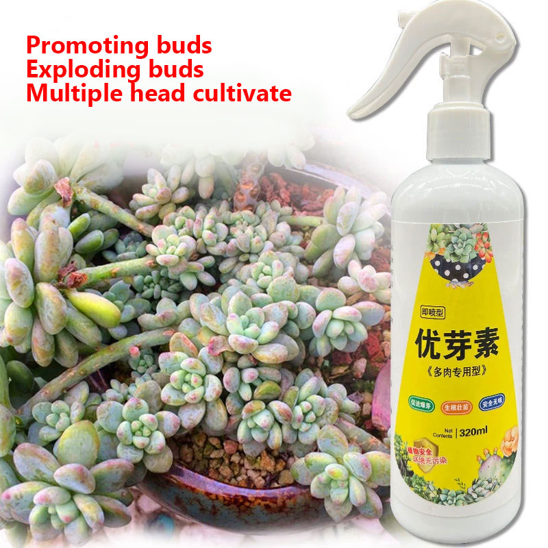 NEW Succulent Plant Eugenin Pr - Bonsai Soil Akadama review and price