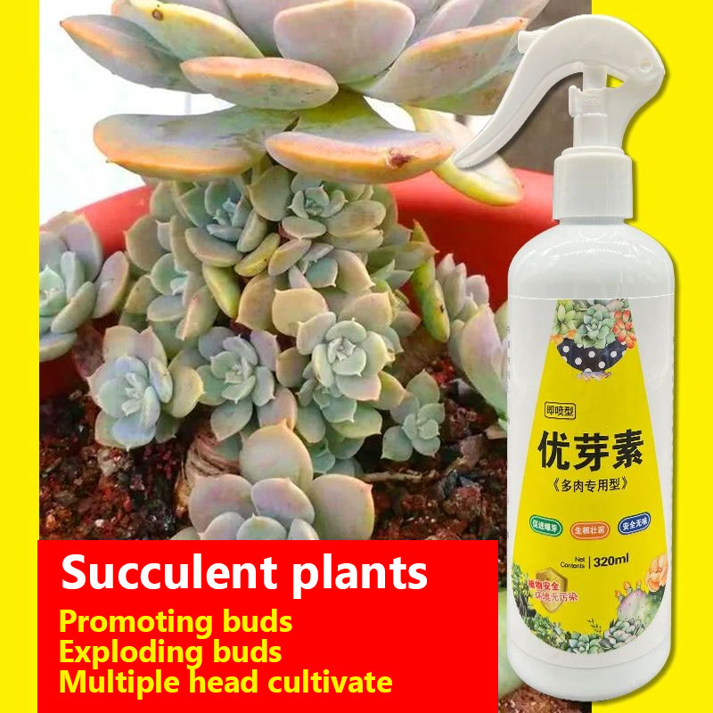 NEW Succulent Plant Eugenin Pr - Bonsai Soil Akadama review and price