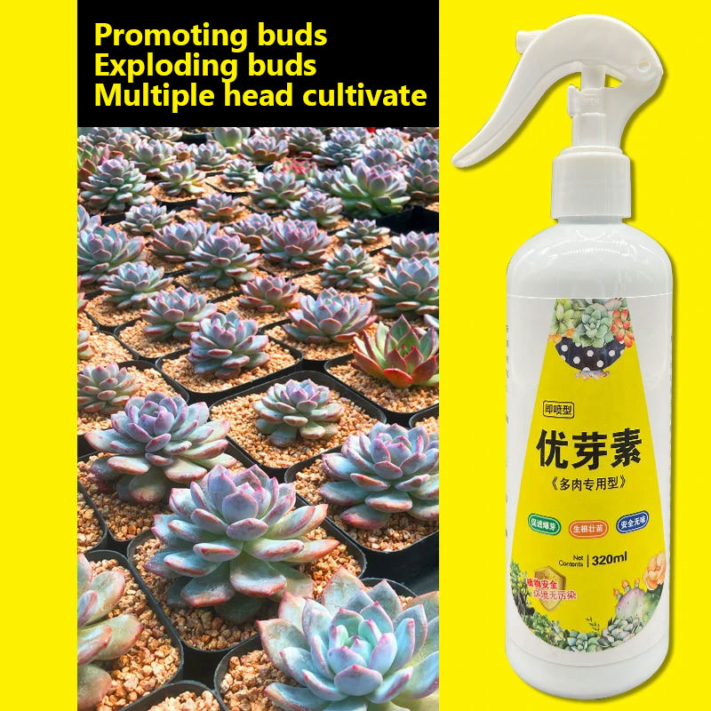 NEW Succulent Plant Eugenin Pr - Bonsai Soil Akadama review and price